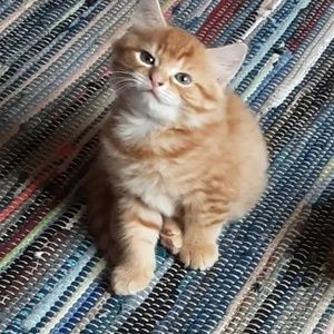 Meet your Posher, Tara